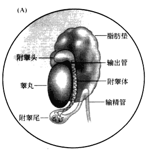 南京爱贝生物的小鼠体外受精操作步骤及操作视频(图4)