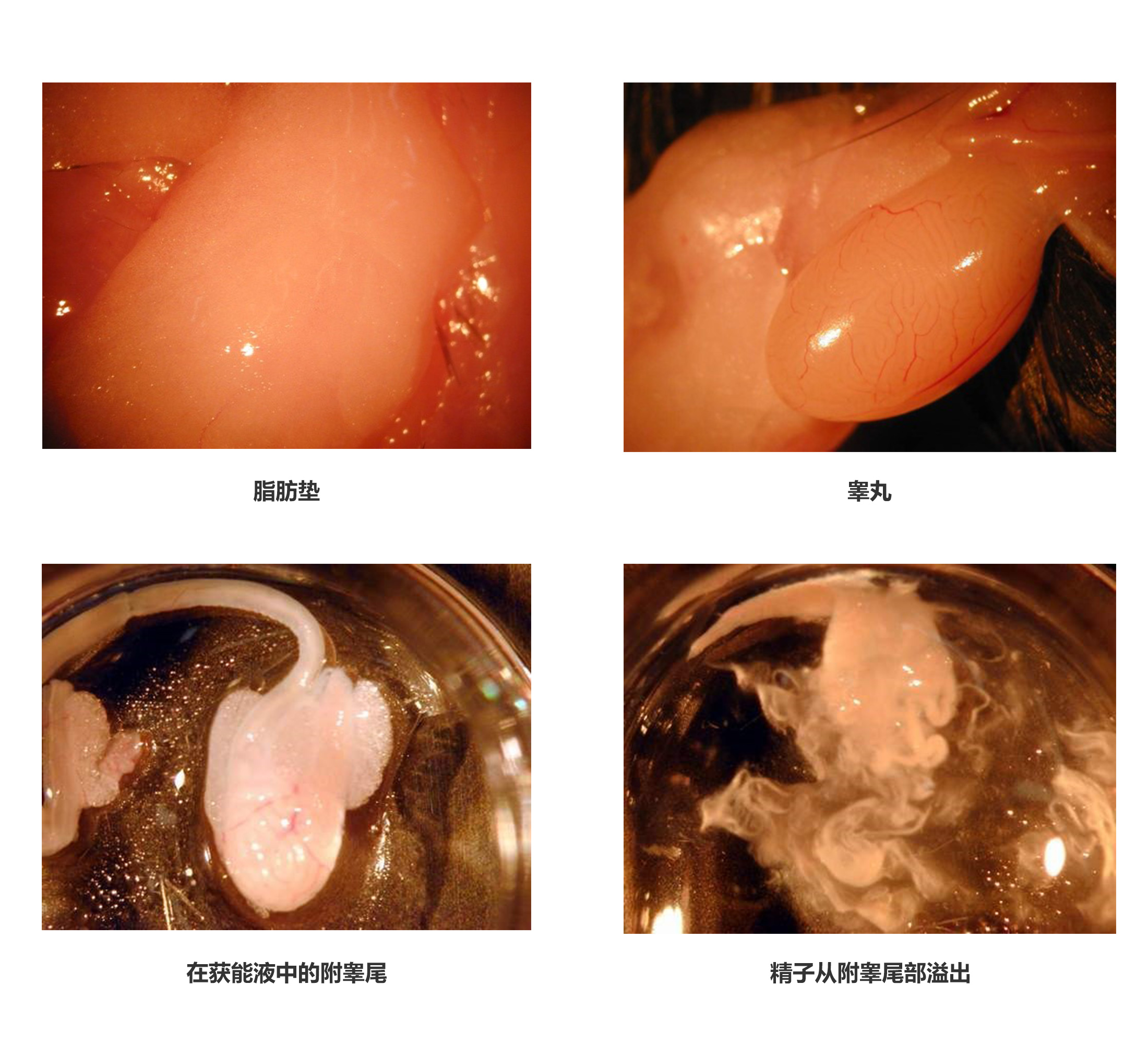 南京爱贝生物的小鼠体外受精操作步骤及操作视频(图5)